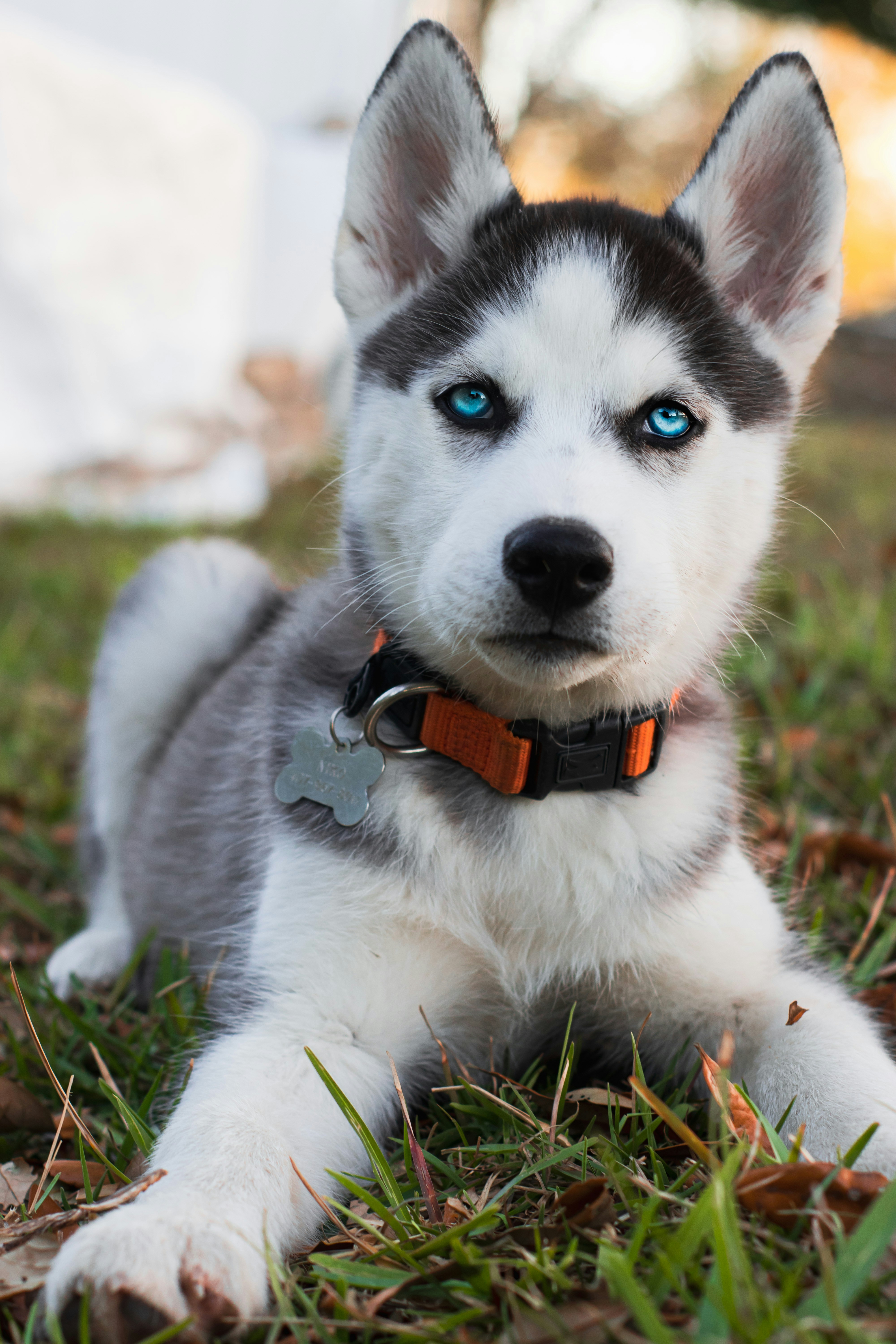 Adorable Husky - Photo by https://unsplash.com/@wesleycs12